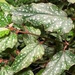 Begonia aconitifolia Blad