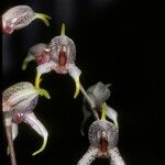 Masdevallia caloptera Flower