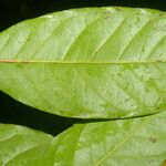 Hirtella triandra Лист