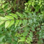 Ligustrum robustum Leaf