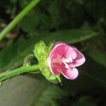 Pavonia castaneifolia Virág