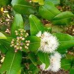 Syzygium cordatum Flor