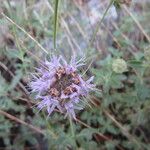 Monardella odoratissima Blüte