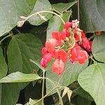 Phaseolus coccineus 花