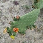 Opuntia ficus-indicaLeaf