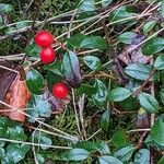 Cotoneaster dammeri आदत