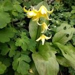 Erythronium 'Pagoda'Květ