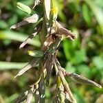 Lactuca viminea 其他