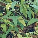 Jasminum beesianum Blatt