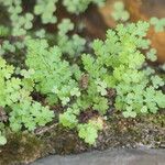 Anemia caffrorum Hoja