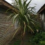 Cordyline indivisa পাতা