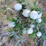 Juniperus oxycedrus Fruit