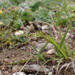 Carex gracilenta Συνήθη χαρακτηριστικά