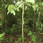 Maquira guianensis Habit