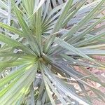 Pandanus tenuifolius