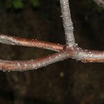 Amphipterygium simplicifolium Bark