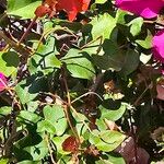 Bougainvillea spp. برگ