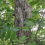 Juglans ailantifolia Bark