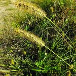 Setaria pumila Fruit