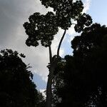 Cussonia brieyi Hábito