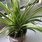 Chlorophytum comosumBlad