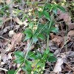 Rubia peregrina Habit