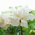 Paeonia lactiflora Õis