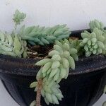 Sedum morganianumЛист