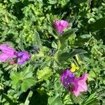 Echium creticum Other