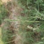 Aeluropus littoralis Fleur