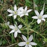 Ornithogalum divergens फूल