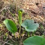 Arisarum vulgareFlower