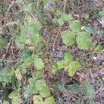 Rubus caesius Alkat (teljes növény)