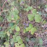 Rubus caesius Habitat