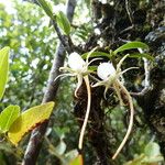 Angraecum expansum Flower