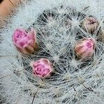 Mammillaria bocasana Floro