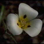 Calochortus leichtlinii Flower