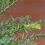 Taxus canadensis 葉