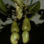 Anacardium occidentale Φρούτο