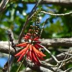 Erythrina amazonica Çiçek