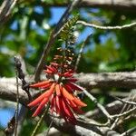 Erythrina amazonica 花