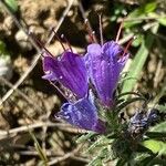 Echium sabulicolaLorea