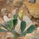 Medicago rigidula Fula