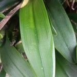 Epidendrum ciliare Yaprak