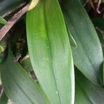 Epidendrum ciliare Leaf