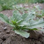 Amaranthus californicus Агульны выгляд