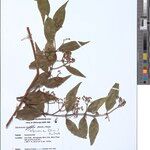 Secamone africana Otro