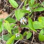 Symphyotrichum lanceolatumFlower