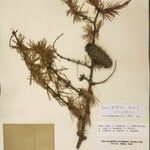 Larix griffithii Nyingine