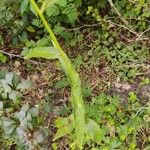 Lactuca floridana Hoja
